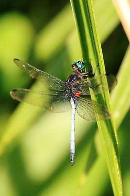 포토 JPG 해외이미지 동물 야생동물 여행 곤충 날개 아프리카 종류 사람없음 파란색 컬러풀 검은색 용 투명 행운 잠자리 보호 습지 사파리 지역 멀리 서식지 내추럴 개발 우간다 해외202004 해외포토 나라 컬러 컨셉 파일형식 이미지허브