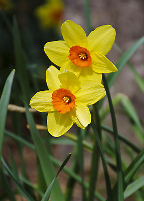 포토 JPG 해외이미지 식물 계절 꽃잎 꽃 백그라운드 자연 사람없음 햇빛 태양 노란색 정원 맑음 봄 벚꽃 시간 개화 큼 과수원 묘사 수선화 내추럴 해외202004 해외포토 자연요소 컬러 농업 날씨 크기 생태계 파일형식 이미지허브
