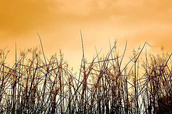 포토 JPG 해외이미지 식물 구름 지구 모래 여행 백그라운드 컨셉 잎 자연 하늘 표면 건조 풍경 사람없음 야외 초록색 여름 파란색 글로벌 갈색 평화 환경 침묵 흙 봄 사막 죽음 신선 뜨거움 황무지 땅 모래언덕 질감 먼지 문제 내추럴 땅바닥 생태학 스모그 해외202004 해외포토 자연요소 계절 교육 컬러 바닥 소리 언덕 생태계 파일형식 이미지허브