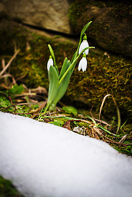 포토 JPG 해외이미지 식물 계절 공원 꽃잎 꽃 백그라운드 겨울 꽃무늬 봄꽃 전구 자연 날씨 새로움 사람없음 야외 초록색 햇빛 우주 정원 봄 성장 벚꽃 흰색 신선 개화 숲 부드러움 내추럴 블러 스노드롭 헌병 해외202004 해외포토 공공시설 컬러 컨셉 무늬 태양 군인 감각 생태계 파일형식 이미지허브