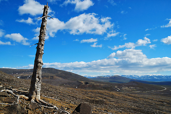 포토 JPG 해외이미지 나무 식물 구름 자연 산 건조 풍경 사람없음 목재 환경 죽음 숲 언덕 부식 뿌리 생태학 옛날 해외202004 해외포토 자연요소 교육 재료 생태계 파일형식 이미지허브