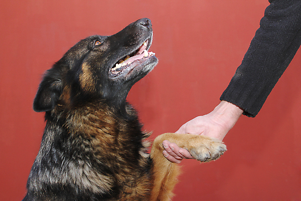 포토 JPG 해외이미지 동물 손 여자 얼굴 포유류 털 종류 미술 앉기 사람없음 반려동물 우정 양치기 개 모피 스마트 오브젝트 주기 송곳니 양발 해외202004 해외포토 직업 컨셉 모션 문화예술 사람 신체부위 친구 치아 파일형식 이미지허브