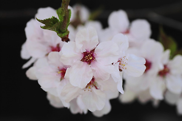 포토 JPG 해외이미지 나무 계절 꽃 아시아 분홍색 과학 잎 꽃무늬 자연 사람없음 야외 일본 맑음 봄 벚꽃 체리 유기농 내추럴 해외202004 해외포토 식물 웰빙 나라 컬러 무늬 과일 날씨 생태계 파일형식 이미지허브