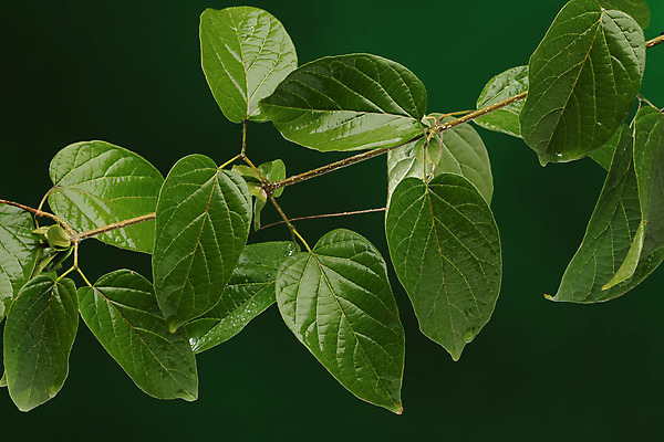 포토 JPG 해외이미지 나무 식물 백그라운드 잎 자연 표면 사람없음 초록색 환경 화목 나뭇가지 신선 닫기 이슬 허브 순수 에코 유기농 질감 내추럴 생태학 해외202004 해외포토 웰빙 교육 컬러 컨셉 모션 생태계 파일형식 이미지허브
