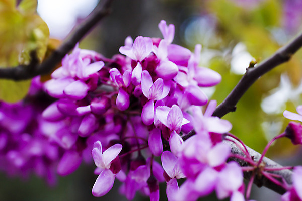 포토 JPG 해외이미지 나무 식물 계절 꽃잎 꽃 분홍색 백그라운드 잎 꽃무늬 밭 자연 하늘 풍경 사람없음 초록색 여름 빛 컬러풀 햇빛 태양 일출 정원 맑음 봄 벚꽃 흰색 나뭇가지 신선 개화 체리 4월 원예 데이지 내추럴 해외202004 해외포토 자연요소 컬러 무늬 농업 과일 날씨 취미 노을 날짜 생태계 파일형식 이미지허브