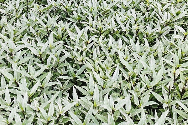 포토 JPG 해외이미지 나무 식물 배너 공원 벽 줄기 백그라운드 잎 패턴 자연 벽지 바닥 사람없음 야외 초록색 여름 울타리 환경 정원 봄 공백 촉촉함 경계선 신선 놀이터 덩굴 관목 묘사 만족 질감 정사각형 향기 부드러움 아이비 상록수 내추럴 사생활 해외202004 해외포토 도형 계절 공공시설 감정 선 컬러 무늬 놀이 담장 젖음 감각 경계 생태계 냄새 파일형식 이미지허브