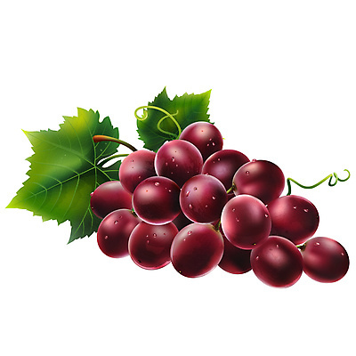 포토 JPG 해외이미지 과일 일러스트 포도 사람없음 해외202004 해외포토 파일형식 이미지허브