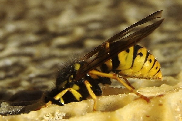 포토 JPG 해외이미지 식물 동물 꽃 음식 곤충 백그라운드 패턴 농업 자연 프레임 세포 건강 사람없음 여름 약 환경 벚꽃 머리빗 황금 닫기 달콤 꿀벌 벌 먹기 영화 유기농 바쁨 꽃가루 꿀 벌집 내추럴 밀랍 식민지 양봉 양봉장 해외202004 해외포토 웰빙 계절 산업 무늬 의학 모션 문화예술 미용용품 맛 벌_곤충 가루 생태계 파일형식 이미지허브