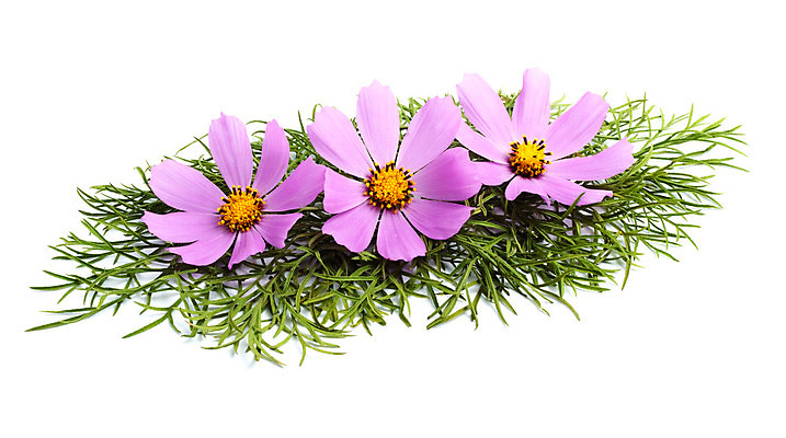 포토 JPG 해외이미지 모양 식물 디자인 꽃잎 꽃 백그라운드 꽃무늬 자연 부활절 발렌타인데이 사랑 이벤트 사람없음 가로 빨간색 여름 보라색 벚꽃 흰색 축하 그룹 고급 오브젝트 열정 고립 구성 엘리먼트 해외202004 해외포토 계절 기념일 감정 컬러 컨셉 무늬 데이이벤트 생태계 파일형식 이미지허브