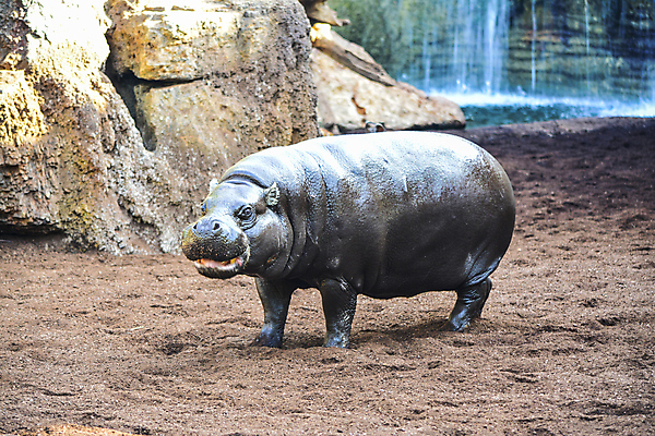 포토 JPG 해외이미지 스튜디오촬영 동물 한마리 야생동물 포유류 아프리카 자연 아침 생물 서기 사람없음 물 갈색 맑음 회색 군중 위험 큼 비만 사파리 흰배경 하마 고립 생태학 초식 해외202004 해외포토 멸종위기종 주간 자연요소 1 교육 나라 컬러 백그라운드 컨셉 모션 날씨 실내 사람 흰색 크기 몸매 생태계 파일형식 이미지허브