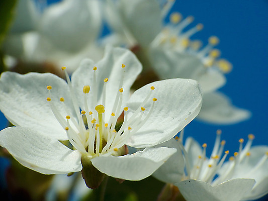 포토 JPG 해외이미지 나무 식물 공원 꽃 백그라운드 자연 하늘 사람없음 야외 파란색 빛 태양 정원 일본 맑음 봄 벚꽃 흰색 나뭇가지 신선 개화 체리 부드러움 내추럴 생태학 해외202004 해외포토 자연요소 계절 공공시설 교육 아시아 컬러 과일 날씨 감각 생태계 파일형식 이미지허브