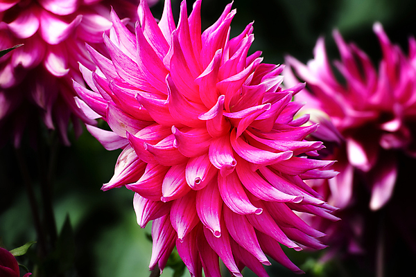 포토 JPG 해외이미지 식물 꽃잎 꽃 분홍색 꽃다발 백그라운드 잎 꽃무늬 자연 사람없음 장식 여름 정원 봄 수확 벚꽃 가을 축하 신선 개화 달리아 고립 샌프란시스코 해외202004 해외포토 계절 컬러 컨셉 무늬 농업 생태계 파일형식 이미지허브