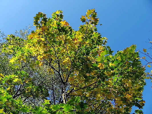 포토 JPG 해외이미지 나무 계절 백그라운드 단풍 잎 자연 하늘 사람없음 파란색 노란색 가을 나뭇가지 해외202004 해외포토 식물 컬러 생태계 파일형식 이미지허브