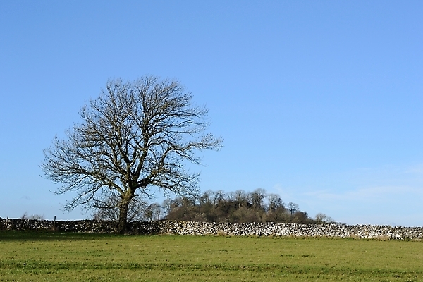 포토 JPG 해외이미지 나무 백그라운드 잎 겨울 하늘 잉글랜드 사람없음 초록색 파란색 맑음 금지 가을 시골 신선 반대 해외202004 해외포토 식물 계절 컬러 날씨 영국 파일형식 이미지허브
