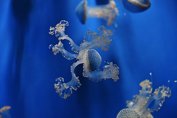 포토 JPG 해외이미지 동물 1 야생동물 바다 백그라운드 모션 사람없음 파란색 빛 수중 수영 어둠 종 투명 그룹 맥박 각도 수족관 젤리 촉수 해파리 해외202004 해외포토 컬러 의학 디저트 수상스포츠 자포동물 파일형식 이미지허브