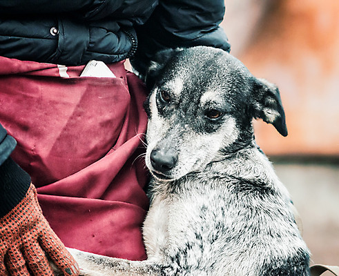 포토 JPG 해외이미지 동물 손 응시 감정 포옹 사람없음 반려동물 믿음 희망 우정 오픈 입 개 치아 가난 혀 거지 돌봄 양발 해외202004 해외포토 시선 컨셉 포유류 안기 모션 신체부위 친구 소화기관 파일형식 이미지허브