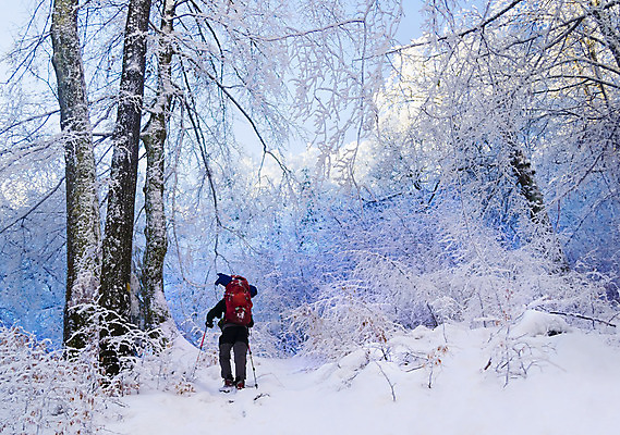 포토 JPG 해외이미지 나무 1 길 여행 겨울 자연 날씨 휴가 휴식 한명 사람 풍경 취미 야외 파란색 빛 여행객 평화 냉동 얼음 산책 트래킹 하이킹 추위 흰색 황무지 숲 오솔길 서리 삼림지대 혼자 눈내림 해외202004 해외포토 자연요소 식물 계절 컬러 컨셉 레저 눈_날씨 생태계 파일형식 이미지허브