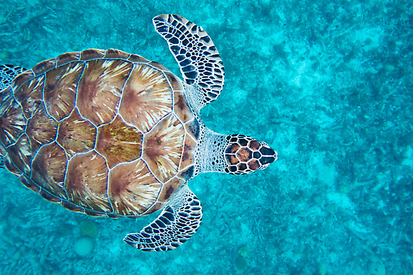 포토 JPG 해외이미지 동물 야생동물 모래 바다 백그라운드 패턴 사람없음 여름 파란색 바닷속 수중 닫기 거북이 정상 다이빙 질감 암초 해외202004 해외포토 계절 컬러 무늬 파충류 모션 수영 수중스포츠 파일형식 이미지허브