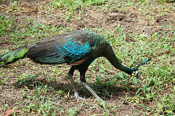 포토 JPG 해외이미지 나무 동물 1 야생동물 백그라운드 잎 오렌지 노래 자연 조류 휴식 종류 앉기 사람없음 야외 빨간색 초록색 여름 파란색 우주 봄 회색 바위 흰색 나뭇가지 공작 묘사 싱글 생물학 서식지 생태학 해외202004 해외포토 식물 계절 교육 음악 컬러 컨셉 과일 모션 돌_바위 생태계 파일형식 이미지허브