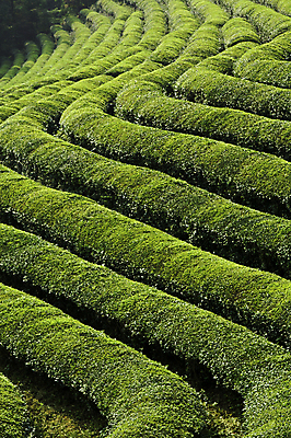 포토 JPG 해외이미지 나무 식물 아시아 음료 여행 잎 밭 농업 자연 한국 동양인 풍경 사람없음 야외 옆모습 초록색 여름 농장 농경지 환경 중국 성장 시골 신선 차 맛 땅 언덕 유기농 장면 지형 남쪽 산악지대 밭일 해외202004 해외포토 웰빙 계절 나라 산업 뷰포인트 컬러 컨셉 산 인종 방향 생태계 파일형식 이미지허브