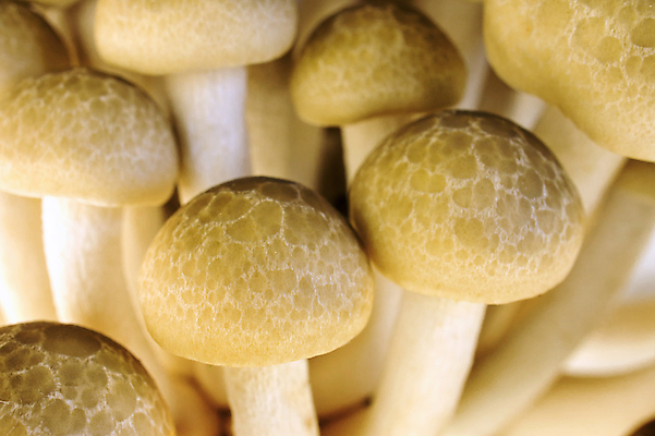 포토 JPG 해외이미지 식물 잡화 음식 줄기 백그라운드 채소 재료 자연 건강 요리 동양인 사람없음 갈색 일본 중국 버섯 흰색 신선 그룹 약초 다발 유기농 날것 내추럴 곰팡이 식용 영양소 해외202004 해외포토 웰빙 아시아 컬러 인종 풀_식물 생태계 파일형식 이미지허브