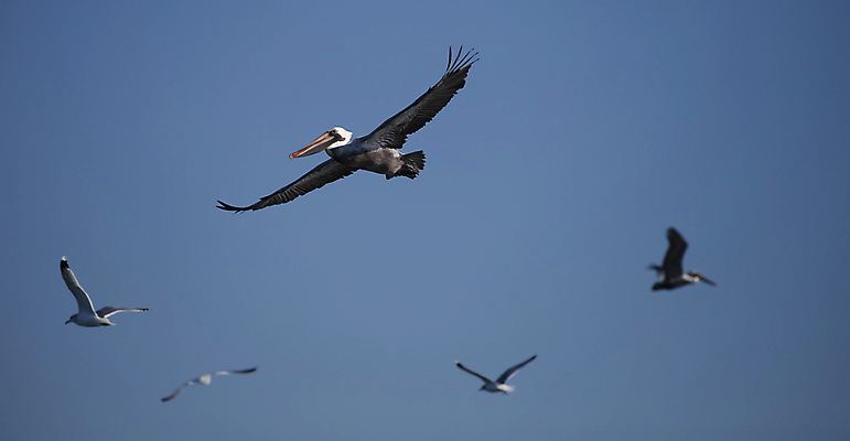 포토 JPG 해외이미지 동물 야생동물 바다 여행 날개 자연 조류 하늘 낚시 생물 성인 사람없음 야외 빨간색 파란색 갈색 자유 흰색 황무지 큼 펠리컨 깃털 부리 물새 철새 예약 내추럴 고립 다뉴브강 단아함 동물상 해외202004 해외포토 컬러 컨셉 레저 사람 조형물 크기 생태계 파일형식 이미지허브