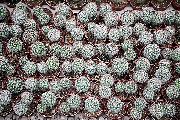 포토 JPG 해외이미지 식물 꽃 줄기 백그라운드 잎 꽃무늬 패턴 자연 선인장 건조 사람없음 초록색 여름 지구본 정원 흙 사막 성장 벚꽃 뜨거움 원형 가시 닫기 발사 척추 질감 날카로움 스파이크 돌봄 이국적 해외202004 해외포토 도형 계절 컬러 무늬 모션 뼈 생태계 파일형식 이미지허브