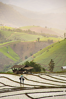 포토 JPG 해외이미지 나무 식물 계절 아시아 문화 음식 여행 백그라운드 패턴 농업 태국 자연 하늘 밥 휴식 산 동양인 풍경 사람없음 야외 초록색 물 여름 농작물 농장 노란색 환경 계곡 일몰 봄 시골 신선 저녁 땅 언덕 유기농 시골집 계단식 내추럴 논밭 해외202004 해외포토 자연요소 웰빙 나라 산업 컬러 컨셉 무늬 밭 주택 논 인종 노을 야간 생태계 파일형식 이미지허브