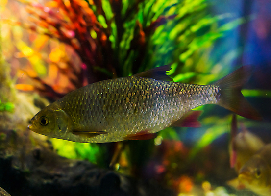 포토 JPG 해외이미지 동물 유럽 아시아 호수 바다 저울 어류 동양인 사람없음 물 빛 반려동물 강 검은색 신선 은색 피부 눈금 수족관 북쪽 대야 잉어 민물 수경재배 인기 해외202004 해외포토 자연요소 나라 컬러 인종 신체부위 수중동물 방향 파일형식 이미지허브