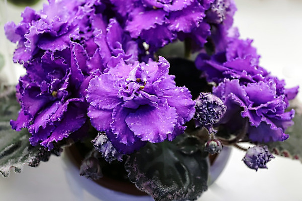 포토 JPG 해외이미지 식물 여자 기념일 꽃 꽃다발 결혼 백그라운드 컨셉 잎 결혼식 휴가 주택 사람없음 내부 파란색 우주 보라색 봄 활발 벚꽃 흰색 축하 신선 오픈 신용카드 생일 개화 우아함 닫기 제비꽃 원예 내추럴 2월 비올라 탄자니아 어머니의날 제의 해외202004 해외포토 계절 컬러 모션 아프리카 사람 이벤트 취미 건물 금융 날짜 미국문화 파일형식 찰현악기 이미지허브