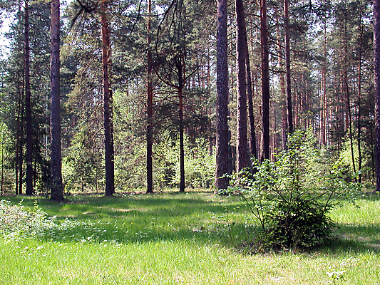 포토 JPG 해외이미지 나무 계절 길 자연 하늘 풍경 사람없음 야외 목재 파란색 빛 태양 환경 힘 추위 안개 나뭇가지 시골 황금 숲 땅 장면 침엽수 인터넷주소 바이탈 해외202004 해외포토 자연요소 식물 컬러 인터넷 재료 날씨 생태계 파일형식 이미지허브