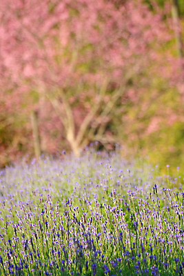 포토 JPG 해외이미지 나무 식물 계절 꽃잎 꽃 도로 분홍색 겨울 태국 자연 하늘 풍경 경사 사람없음 야외 목재 장식 파란색 컬러풀 정원 일본 놀람 봄 벚꽃 신선 개화 체리 언덕 아치 장면 방법 옛날 해외202004 해외포토 감정 아시아 길 컬러 과일 재료 교통시설 표정 생태계 파일형식 이미지허브