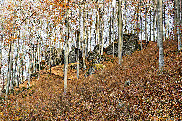포토 JPG 해외이미지 나무 식물 계절 단풍 잎 오렌지 자연 그림자 풍경 사람없음 야외 목재 빛 햇빛 노란색 맑음 광선 가을 황금 숲 암초 해외202004 해외포토 컬러 과일 재료 날씨 태양 생태계 파일형식 이미지허브