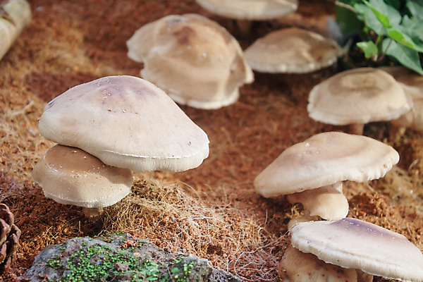 포토 JPG 해외이미지 라이프스타일 아시아 음식 채소 재료 태국 건조 실내 건강 요리 동양인 사람없음 약 갈색 일본 식사 중국 버섯 침묵 신선 먹기 유기농 질감 날것 내추럴 곰팡이 식용 채식주의자 해외202004 해외포토 웰빙 나라 컬러 의학 모션 인종 내부 생활 소리 채식 파일형식 이미지허브