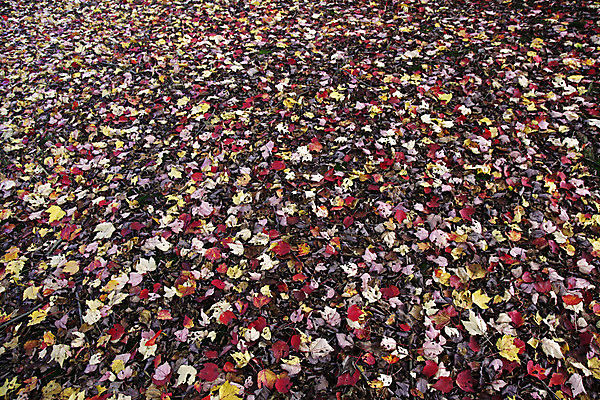 포토 JPG 해외이미지 나무 계절 공원 단풍 잎 오렌지 자연 사람없음 야외 햇빛 갈색 노란색 맑음 침묵 가을 나뭇가지 황금 숲 10월 강렬 해외202004 해외포토 식물 공공시설 컬러 과일 날씨 태양 소리 날짜 생태계 파일형식 이미지허브