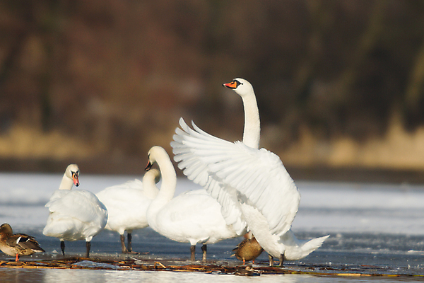 포토 JPG 해외이미지 주간 호수 여러마리 사람없음 야외 아웃포커스 백조 날갯짓 청둥오리 해외202004 해외포토 자연요소 다수 조류 오리 촬영기법 파일형식 이미지허브