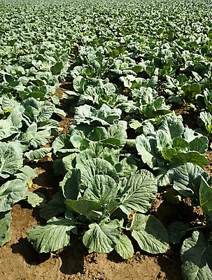 포토 JPG 해외이미지 식물 산업 음식 백그라운드 잎 밭 농업 다이어트 채소 건강 풍경 잔디 사람없음 야외 초록색 여름 농작물 햇빛 농장 정원 수확 성장 시골 신선 땅 가득함 유기농 원예 양배추 일렬 지역 천국 국산 건강식 바이오 밭일 세련 해외202004 해외포토 웰빙 계절 컬러 취미 태양 파일형식 이미지허브