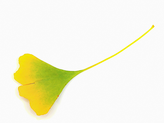 포토 JPG 해외이미지 스튜디오촬영 나무 식물 줄기 백그라운드 잎 재료 자연 중국문화 건강 사람없음 초록색 여름 건강관리 정원 봄 성장 약재 흰색 신선 닫기 자르기 허브 오브젝트 내추럴 고립 해외202004 해외포토 동양문화 계절 컬러 외국문화 모션 실내 관리 약 생태계 파일형식 이미지허브