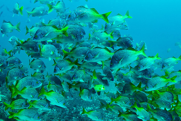 포토 JPG 해외이미지 교육 여행 학교 어류 사람없음 물 컬러풀 수중 중앙아메리카 다이빙 도미 지느러미 암초 코스타리카 해외202004 해외포토 자연요소 컬러 아메리카 수영 수중동물 수중스포츠 파일형식 이미지허브