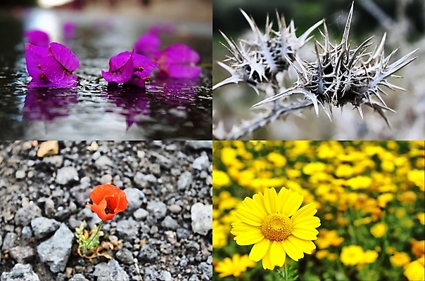 포토 JPG 해외이미지 식물 계절 꽃 잎 겨울 밭 자연 사람없음 야외 빨간색 초록색 여름 태양 노란색 보라색 봄 가을 4 양귀비 모음 내추럴 해외202004 해외포토 자연요소 컬러 농업 한글 숫자 생태계 파일형식 이미지허브