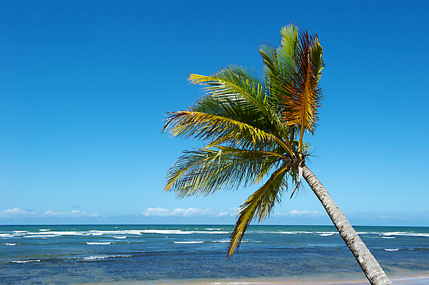 포토 JPG 해외이미지 나무 모래 파도 바다 자연 하늘 휴식 풍경 사람없음 물 여름 파란색 관광지 야자수 태양 만 브라질 석호 열대기후 이국적 터키석 해외202004 해외포토 자연요소 식물 계절 컬러 여행 컨셉 남아메리카 보석 생태계 파일형식 이미지허브