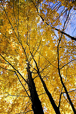 포토 JPG 해외이미지 나무 계절 여행 단풍 자연 풍경 사람없음 컬러풀 노란색 미국 가을 엽서 해외202004 해외포토 식물 컬러 잎 북아메리카 편지 생태계 파일형식 이미지허브