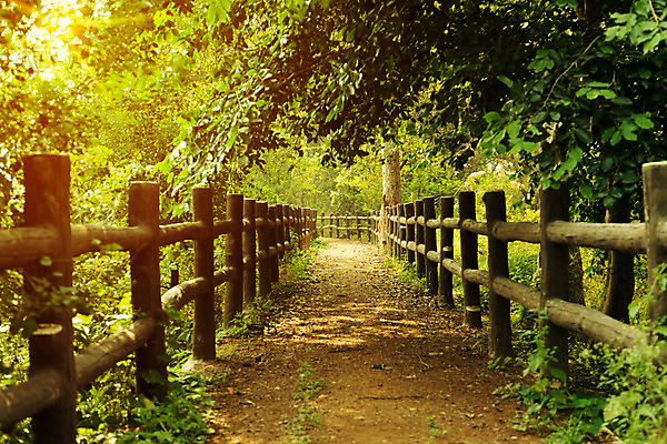 포토 JPG 해외이미지 나무 자연 실내 동물원 사람없음 목재 옆모습 초록색 숲 오솔길 내추럴 해외202004 해외포토 식물 길 뷰포인트 컬러 재료 내부 생태계 파일형식 이미지허브
