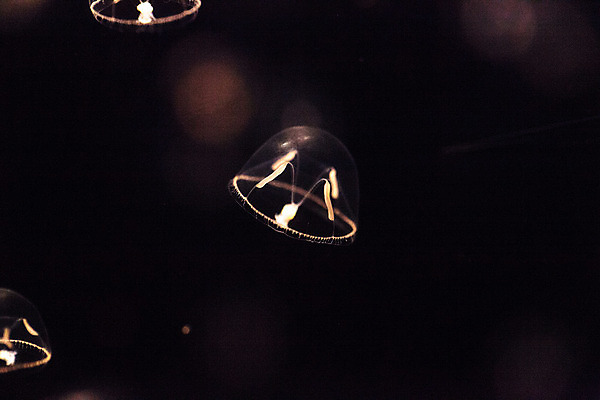 포토 JPG 해외이미지 바다 사람없음 수족관 젤리 촉수 소금물 해외202004 해외포토 디저트 파일형식 이미지허브