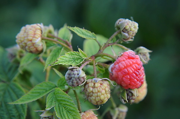 포토 JPG 해외이미지 식물 계절 열매 음식 분홍색 잎 농업 다이어트 과일 자연 매달리기 건강 요리 사람없음 빨간색 초록색 여름 농장 정원 식사 활발 수확 성장 나뭇가지 신선 그룹 달콤 다발 유기농 원예 날것 산딸기 흙더미 내추럴 고립 바이오 밭일 숙성 채식주의자 디테일 비건 해외202004 해외포토 나무 웰빙 산업 컬러 컨셉 모션 취미 흙 맛 생태계 채식 파일형식 더미 이미지허브