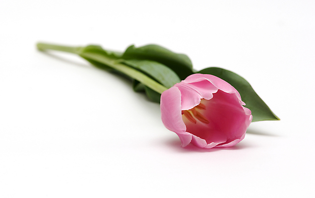 포토 JPG 해외이미지 식물 1 기념일 꽃잎 꽃 분홍색 꽃다발 백그라운드 잎 꽃무늬 자연 사람없음 장식 여름 정원 봄 활발 튤립 벚꽃 축하 신선 개화 원예 약혼 내추럴 고립 해외202004 해외포토 계절 컬러 결혼 컨셉 무늬 이벤트 취미 생태계 약속 파일형식 이미지허브