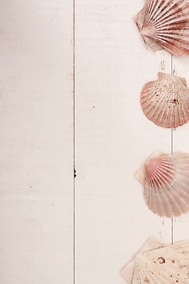 포토 JPG 해외이미지 음식 어류 사람없음 장식 여름 껍질 해산물 메뉴 머리위 홍합 건강식 해외202004 해외포토 계절 어패류 수중동물 파일형식 이미지허브