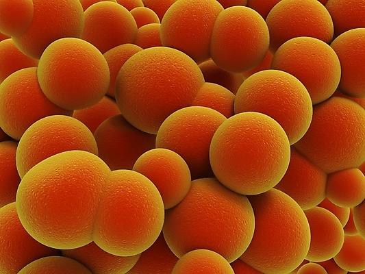 포토 JPG 해외이미지 모양 과학 백그라운드 해부 생물 세포 건강 현미경 사람없음 약 고통 그룹 실험실 바이러스 질병 분석 생물학 감염 전염 미생물 새장 박테리아 부담 엘리먼트 전염병 해외202004 해외포토 교육 감정 컨셉 의학 실험기구 실험 케이지 파일형식 이미지허브