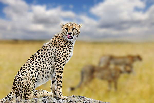 포토 JPG 해외이미지 동물 1 공원 야생동물 백그라운드 포유류 아프리카 자연 털 사람없음 야외 달리기 갈색 고양이 게임 점 황무지 닫기 위험 큼 사파리 속도 꼬리 사냥 육식동물 사냥꾼 멸종 케냐 치타 남쪽 내추럴 동물상 마사이족 사바나 전국 해외202004 해외포토 직업 공공시설 나라 컬러 컨셉 모션 놀이 반려동물 조형물 크기 방향 생태계 파일형식 이미지허브