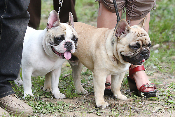 포토 JPG 해외이미지 동물 2 생각 포유류 자연 서기 경비 사람없음 반려동물 우정 흰색 기다림 개 강아지 작음 호기심 귀 불독 프랑스어 천진난만 해외202004 해외포토 문자 감정 컬러 컨셉 모션 안전 신체부위 친구 보호 크기 생태계 파일형식 이미지허브